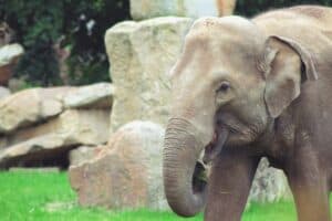 colchester zoo