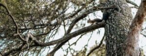squirrel-in-tree