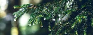 water-being-absorbed-by-tree-branch