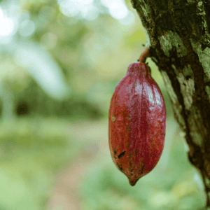 Fairtrade Fortnight